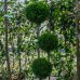 Tuja východná (Thuja orientalis ) ´PYRAMIDALIS AUREA´ (-27°C) - výška 130-150cm, kont. C24L - POMPONS